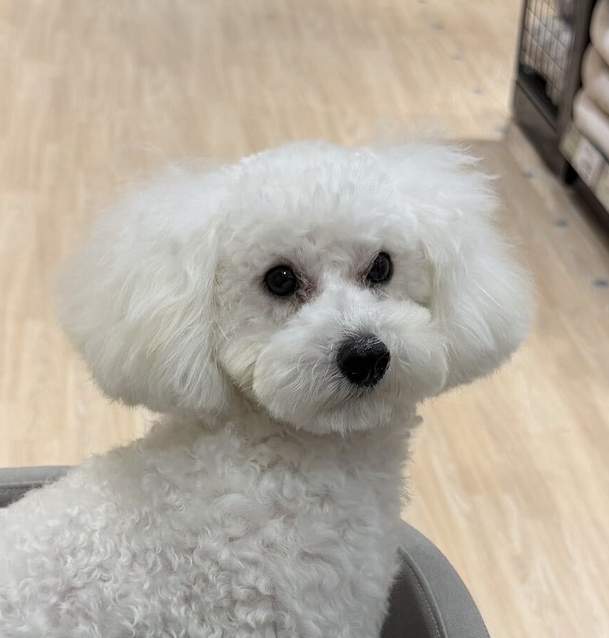 白いふわふわの愛犬のアップ